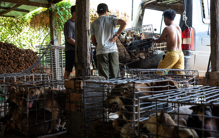 Workers unload a cage containing dogs from a vehicle at a slaughterhouse in Phnom Penh, Cambodia, October 26, 2019. Picture taken October 26, 2019. FOUR PAWS/Handout via REUTERS