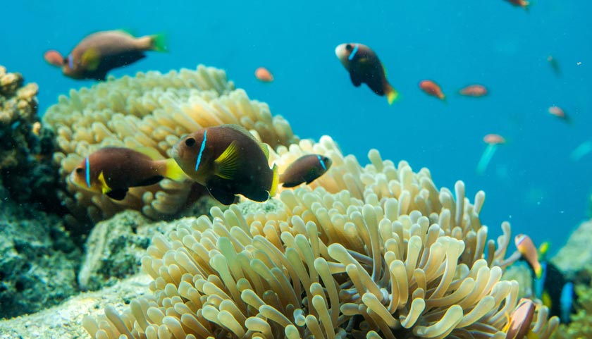  Maldives digelar syurga dunia oleh pelancong yang gemar aktiviti pantai dan menyelam.