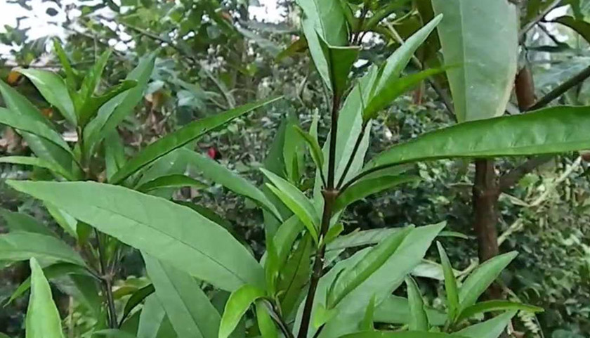 Gandarusa (Justicia gendarussa Linn)