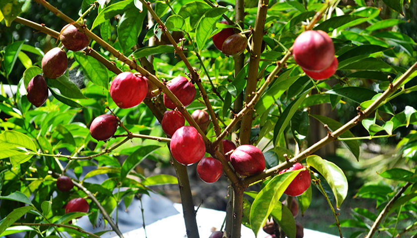 Mahkota dewa (Phaleria Macrocarpa)