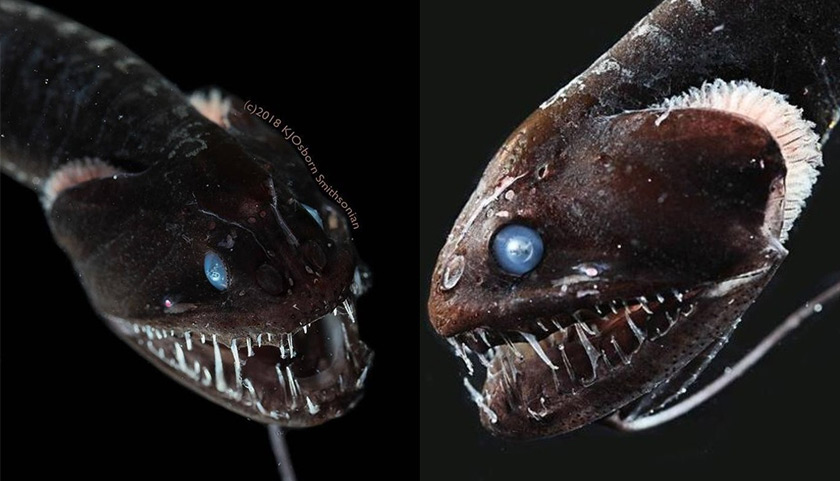 Spesies tersebut berkebolehan menyerap 99.95 peratus cahaya, dan hanya memantulkan kurang daripada 0.5 peratus cahaya.