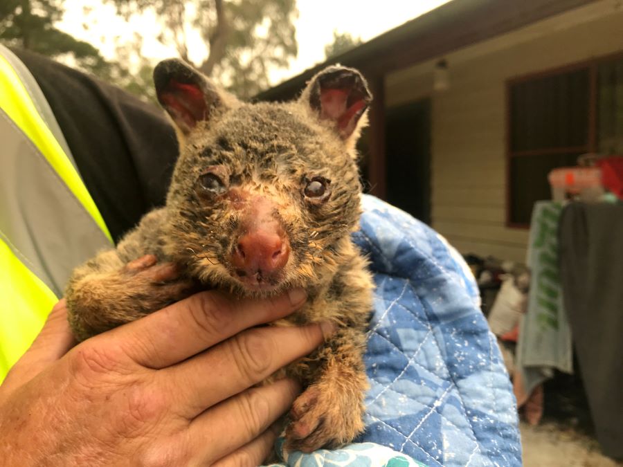 Wildlife Information, Rescue and Education Services (WIRES) volunteer and carer Tracy Burgess holds a severely burnt brushtail possum rescued from fires near Australia’s Blue Mountains, December 29, 2019. REUTERS/Jill Gralow/File Photo