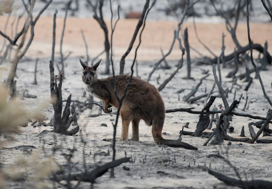 A wallaby is seen on in burnt bushland on Kangaroo Island, Australia January 19, 2020. REUTERS/Tracey Nearmy/Files