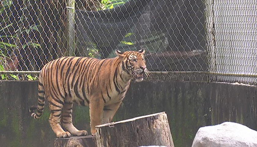 Terdapat sembilan Harimau Malaya ketika ini yang sedang dijaga di zoo negara, dengan usia paling muda berusia adalah satu tahun, iaitu Hebat dan Wira.