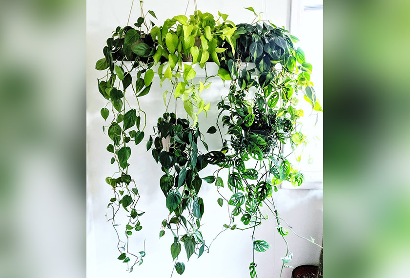 Philodendron