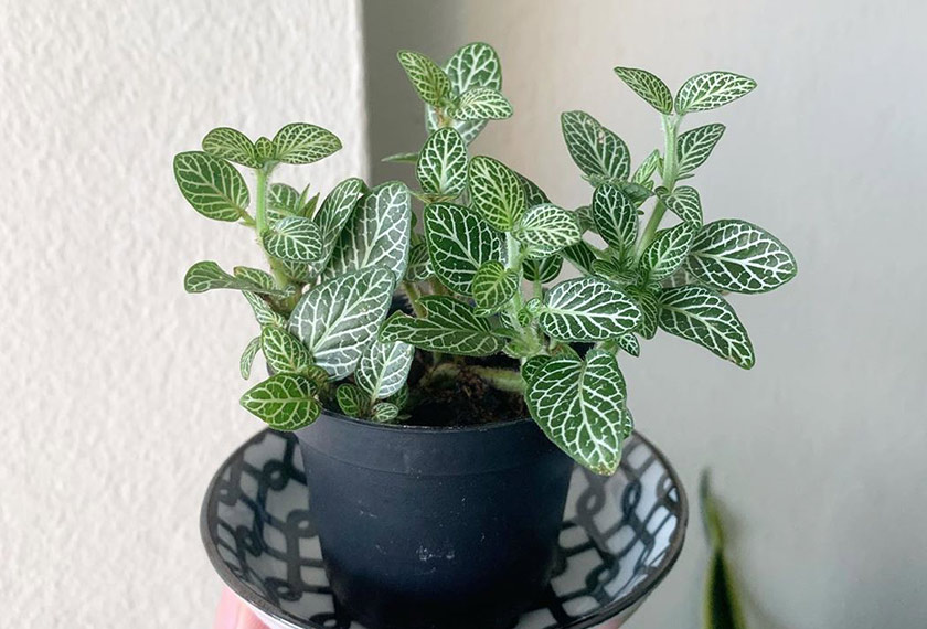 Fittonia