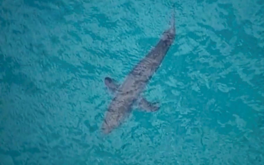In this image made from aerial video, a shark swims along the coast of Kingscliff, New South Whales, Australia, Sunday, June 7, 2020. A 60-year-old surfer was attacked and killed by a 3-meter (10-foot) shark off the coast of northern New South Wales state on Sunday, Australian police said. (ABC/CH7/CH9 via AP)