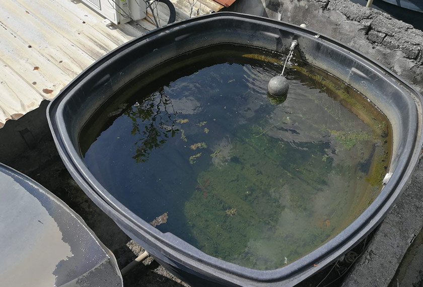 Tangki berlumut sering berlaku apabila tangki air tidak ditutup dengan baik.