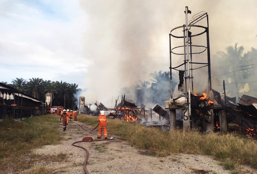 Semua anak ayam yang baru dimasukkan ke dalam reban tersebut pada pagi Sabtu tidak sempat diselamatkan pemilik kerana api merebak dengan terlalu pantas.