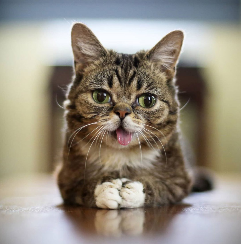 Kecacatan Lil Bub bukan penghalang untuk ia disayangi.
