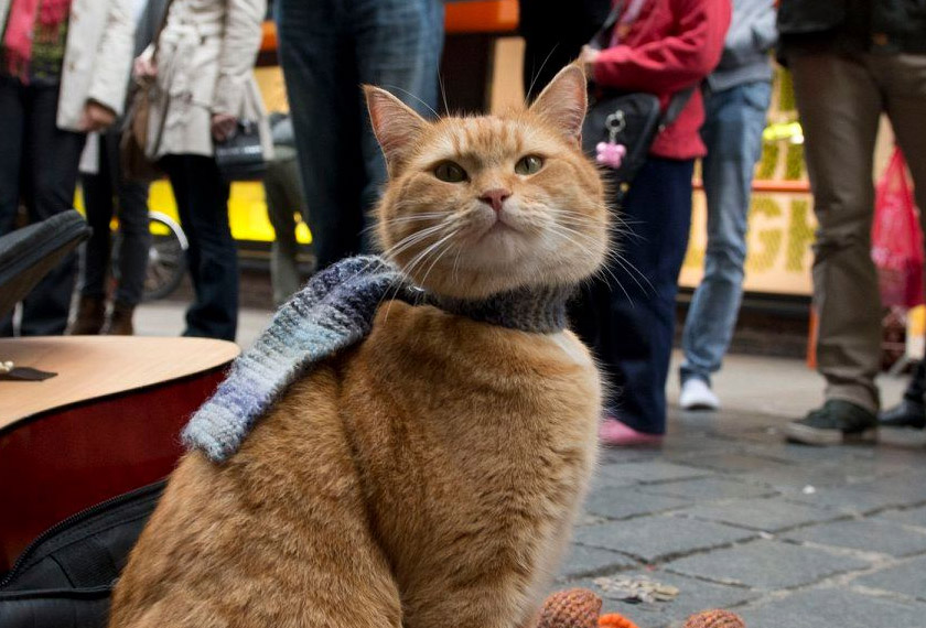 Bob banyak membantu pemiliknya keluar dari ketagihan dadah.
