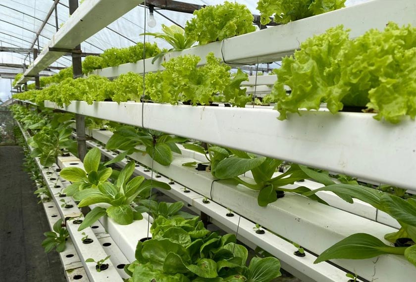 Azizul menjalankan tanaman akuaponik di Kampung Mesilau, Kundasang.