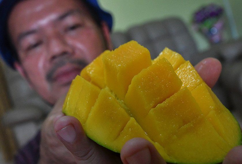 Nor Mazalan menunjukkan isi mangga harum manis yang sudah masak di Kampung Nibong, Pasir Mas, 26 Jun, 2020. --fotoBERNAMA