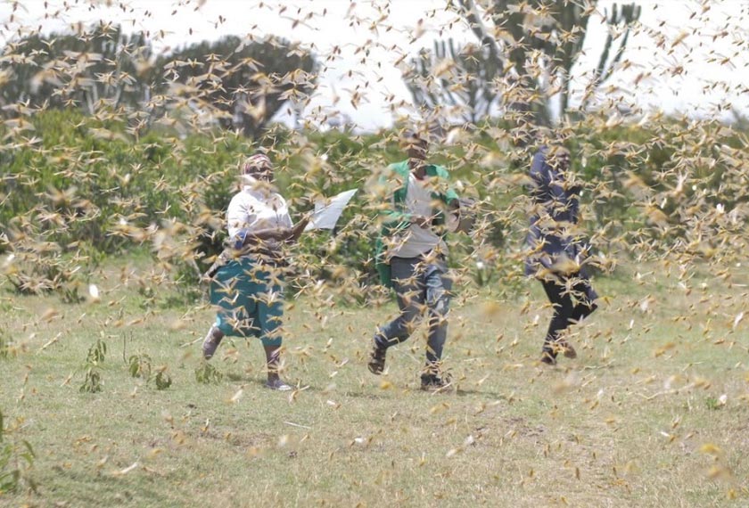 Belalang juta memusnahkan tanaman yang sepatutnya menjadi sumber pendapatan dan makanan penduduk. - REUTERS