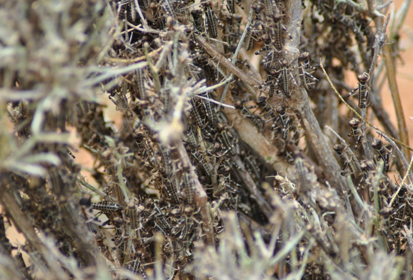 Belalang juta ini membiak dengan cepat selepas musim hujan. - REUTERS