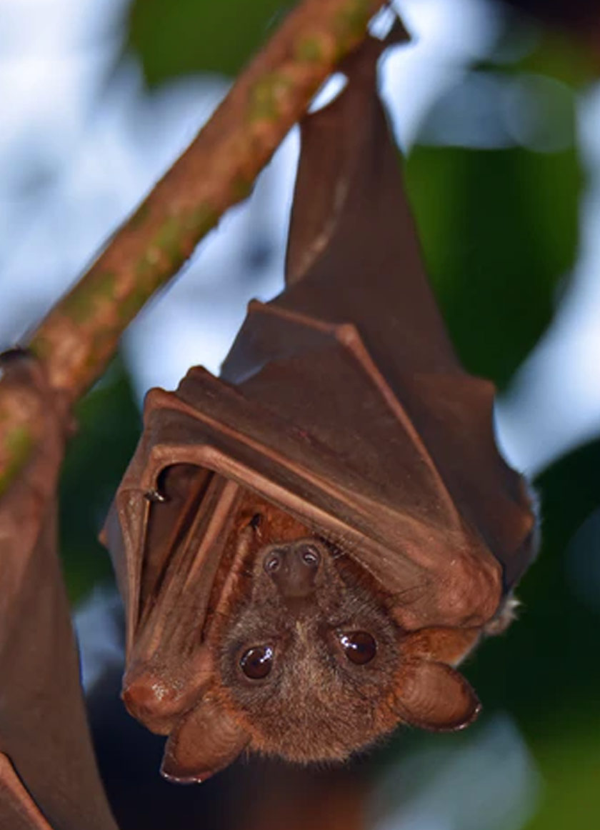 COVID-19 pada mulanya dipercayai berasal daripada kelawar - Sumber: Reruters