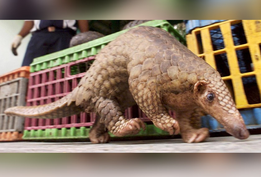 Virus yang didapati daripada tenggiling mampu menjangkiti manusia - Saintis