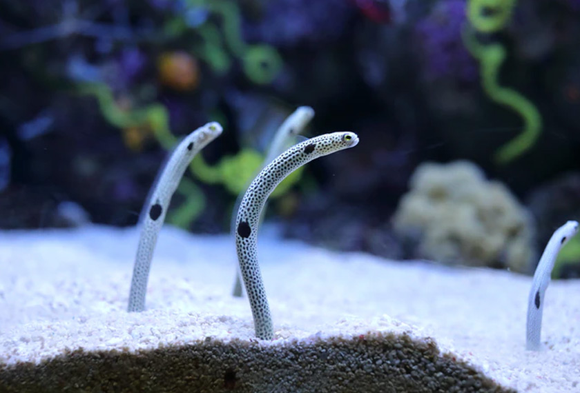 Belut (garden eel) di Akuarium Sumida, Tokyo
