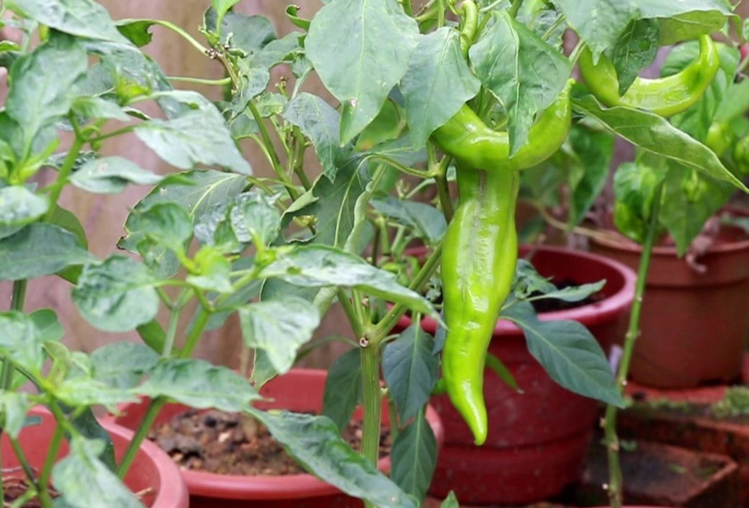 Cili hidroponik yang berjaya dihasilkan. -Gambar Astro AWANI