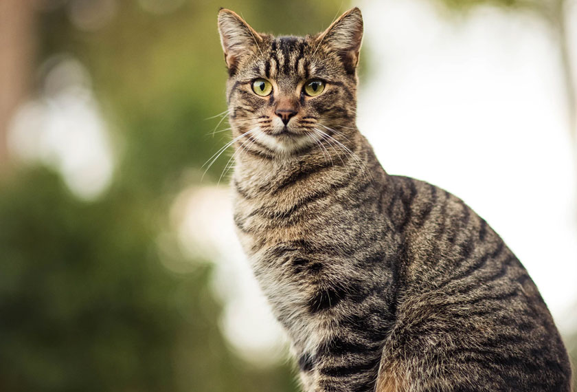 Kelab Kucing Malaysia berharap kes buang kucing tidak meningkat selepas PKP tamat.