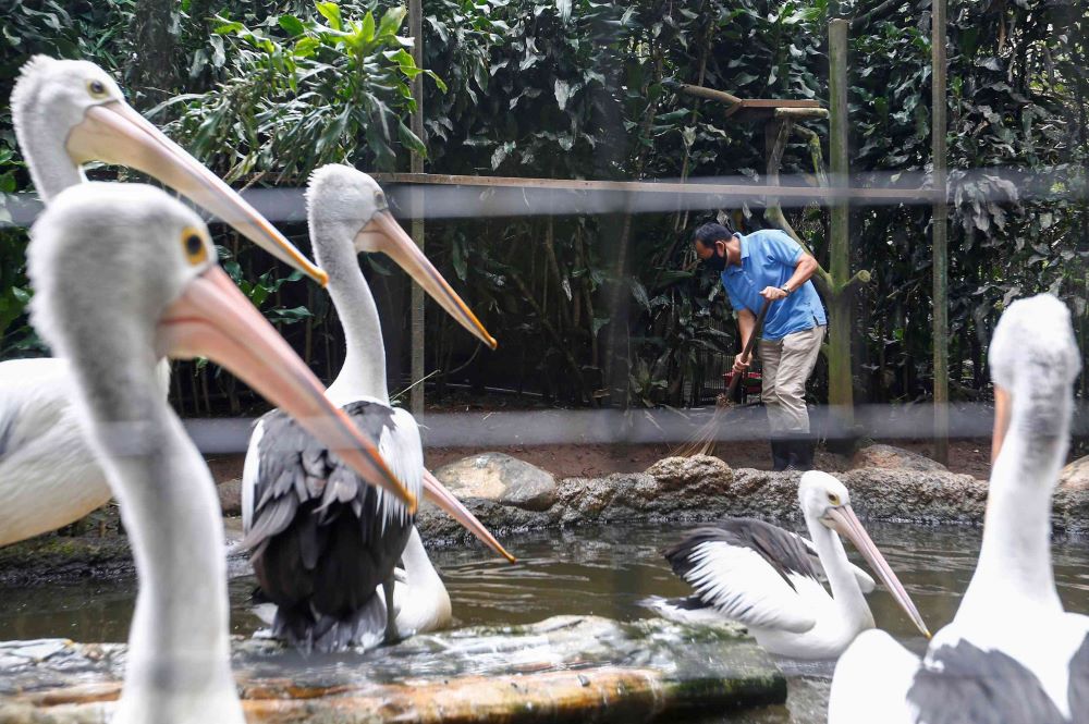 A worker wears a protective mask as he sweeps a pelicans' enclosure at a zoo, amid the coronavirus disease (COVID-19) outbreak in Bandung, West Java Province, Indonesia, May 18, 2020. Picture taken May 18, 2020. REUTERS/Ajeng Dinar Ulfiana