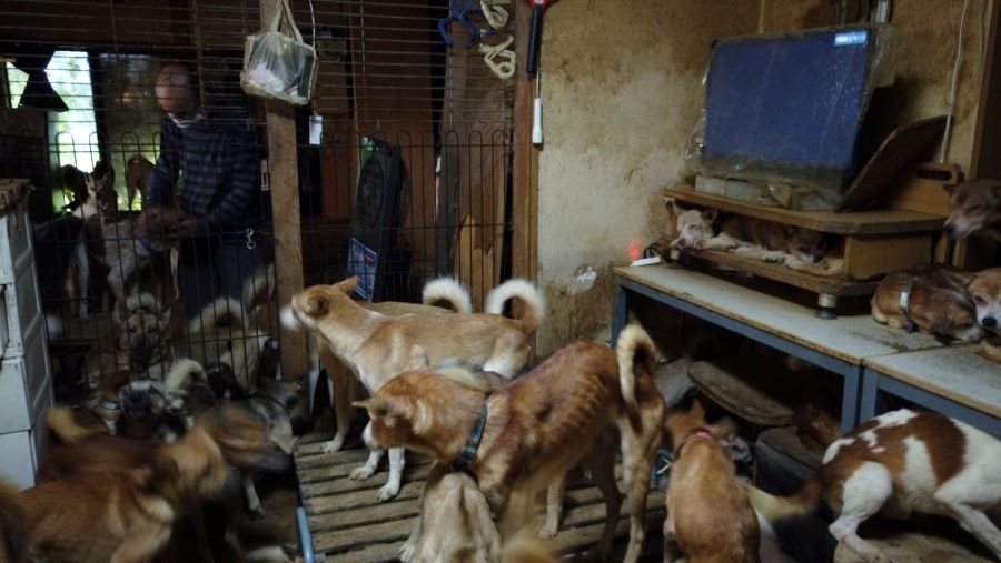 Dozens of dogs, the animal rights group say mostly malnourished and infected by parasites, are crammed inside a tiny house in Izumo, wetsern Japan October 19, 2020, in this handout image provided by an animal rights group Doubutukikin and obtained by Reuters on November 4, 2020. Doubutukikin/Handout via REUTERS