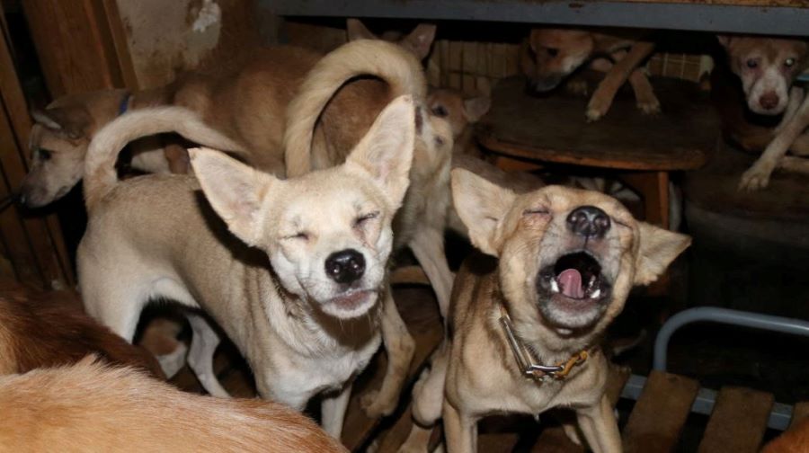 Dozens of dogs, the animal rights group say mostly malnourished and infected by parasites, are crammed inside a tiny house in Izumo, wetsern Japan October 19, 2020, in this handout image provided by an animal rights group Doubutukikin and obtained by Reuters on November 4, 2020. Doubutukikin/Handout via REUTERS