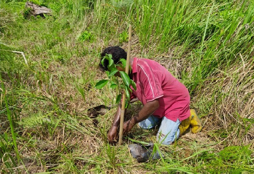 Penduduk orang asli turut terlibat dalam menanam pokok bagi memulihkan semula kawasan hutan yang terjejas akibat kebakaran - Foto: GEC