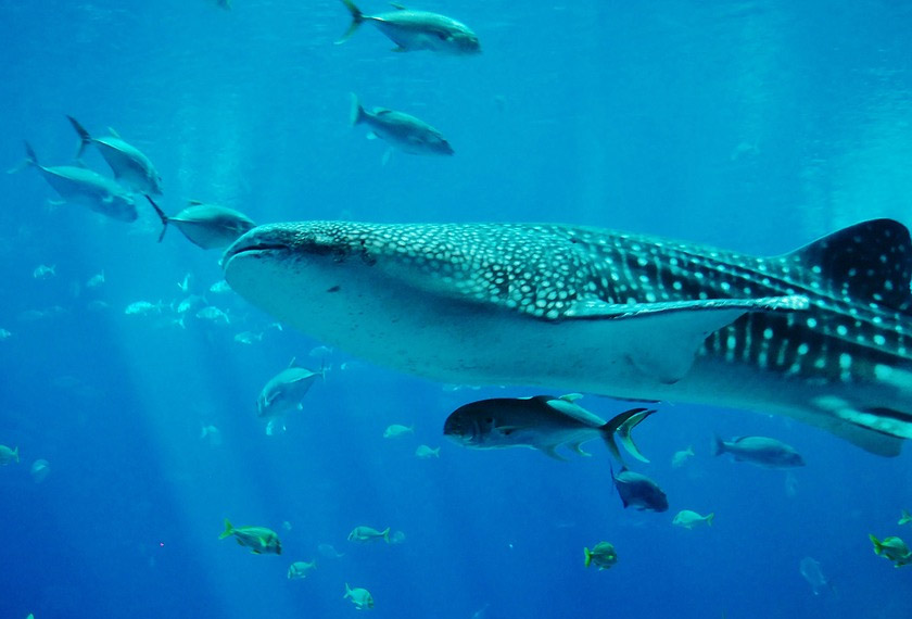 Ikan terbesar di dunia itu sebenarnya mempunyai tempat perlindungan di Maldives - tiga tempat secara tepatnya.