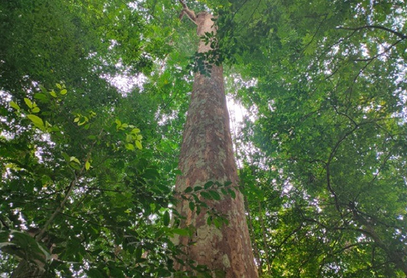 Pokok Petaling atau nama saintifiknya, Ochanostachys amentacea boleh ditemui di hutan-hutan tanah pamah dan hutan bukit di Semenanjung Malaysia. - Foto: GEC/Facebook
