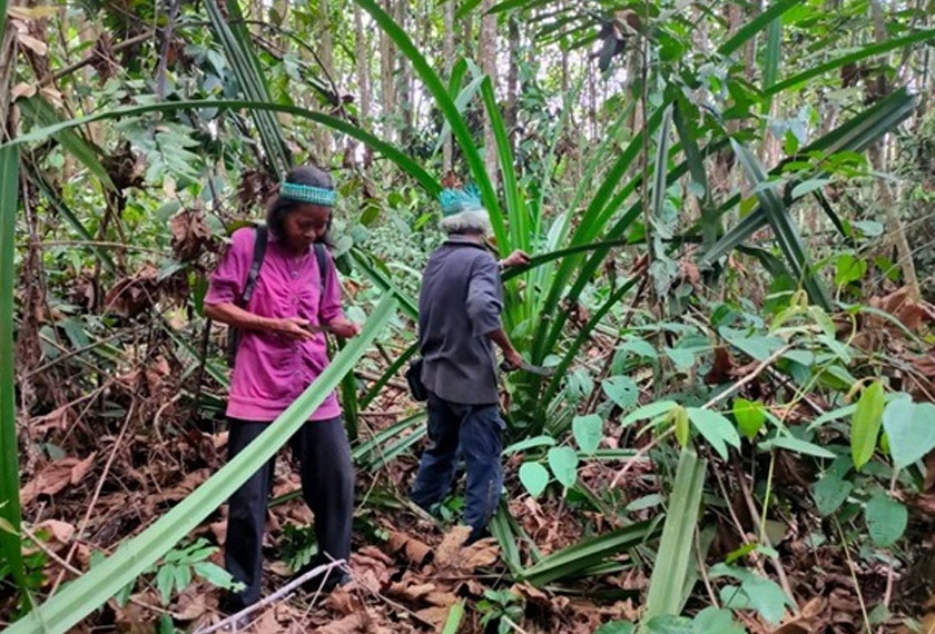 Masyarakat orang asli bergantung kepada hutan untuk sumber makanan dan kehidupan - Foto: GEC