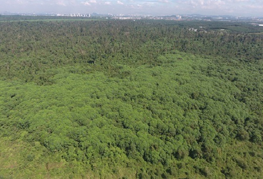 Hutan Simpan Kuala Langat Utara (HSKLU), Selangor merupakan hutan gambut seluas 960 hektar dan habitat kepada pelbagai spesis hidupan. - Foto: GEC/Facebook