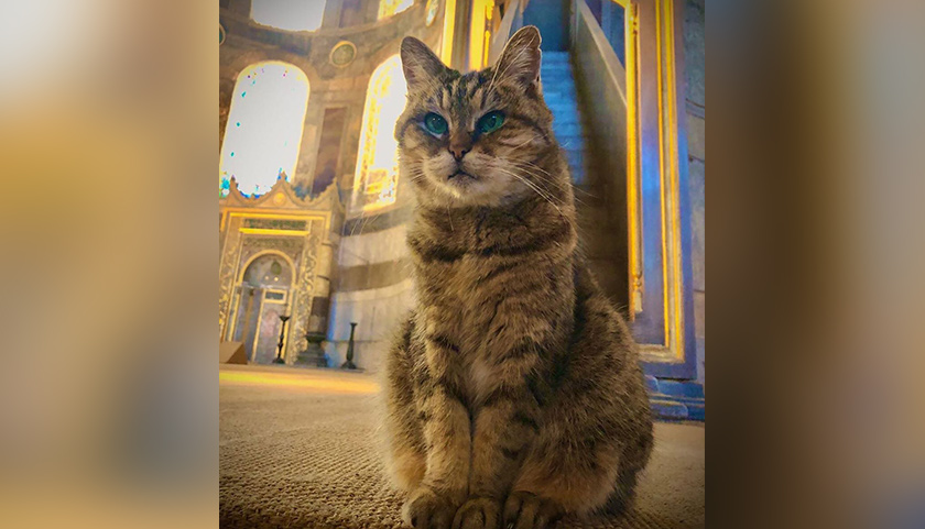 Gli sudah menghuni Hagia Sophia sejak dilahirkan pada 2004. - Foto/Instagram @hagiasophiacat