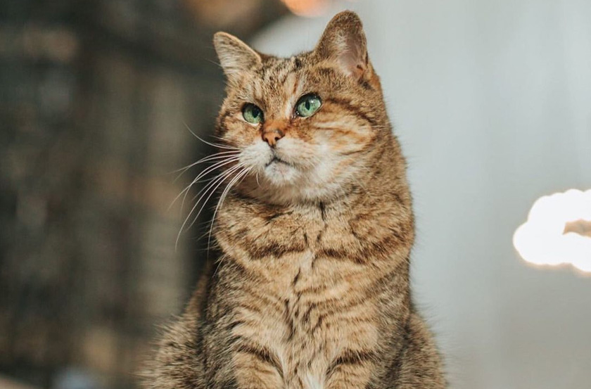 Gli sangat disayangi, baik mereka yang bertemu atau mereka yang hanya mengenalinya dari gambar. - Foto/Instagram @hagiasophiacat