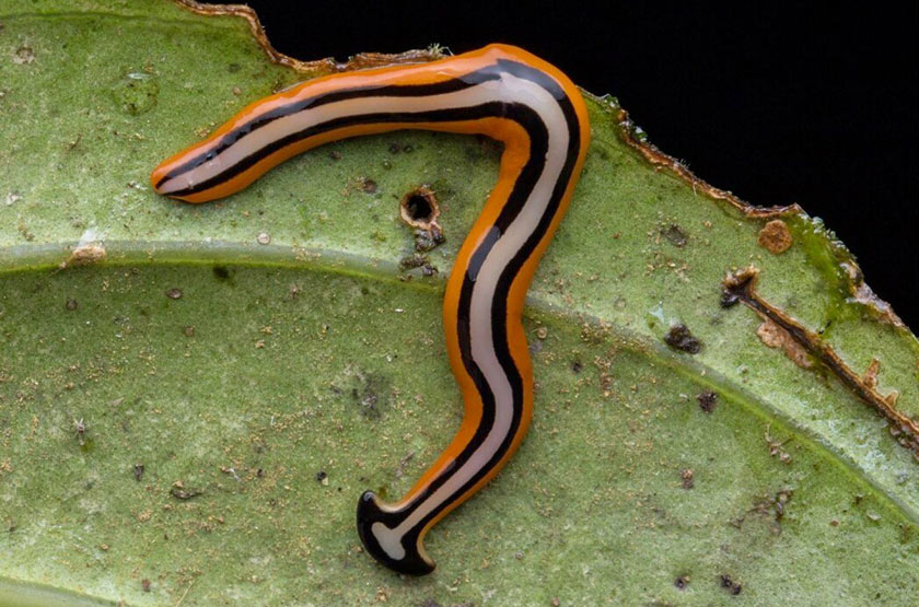 Cacing 'kepala tukul' mempunyai banyak variasi dalam spesiesnya. - Foto: Facebook/David Isaacson 
