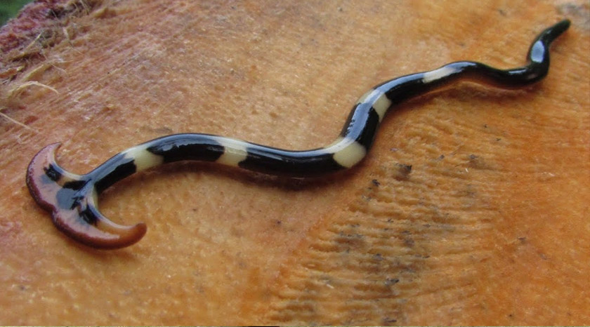 Nampak lemah dan tidak berbahaya, tapi cacing 'kepala tukul' ini bersifat pemangsa dan kanibal. - Foto: Facebook/Ellen Reiff