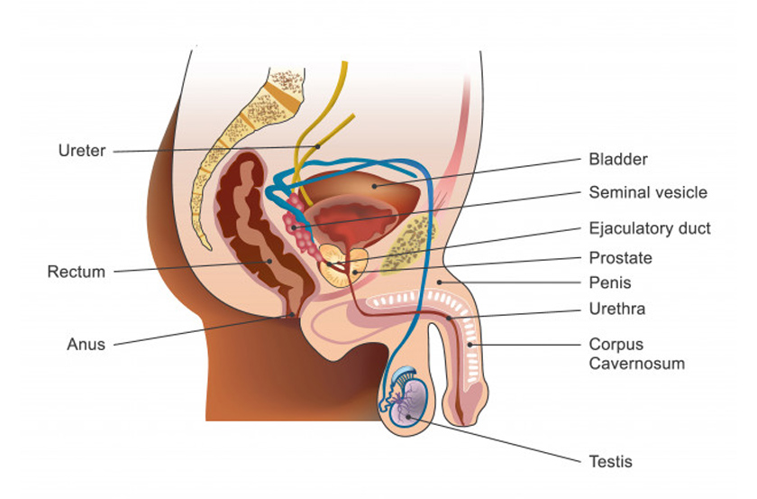 The prostate is below the bladder and in front of the rectum.