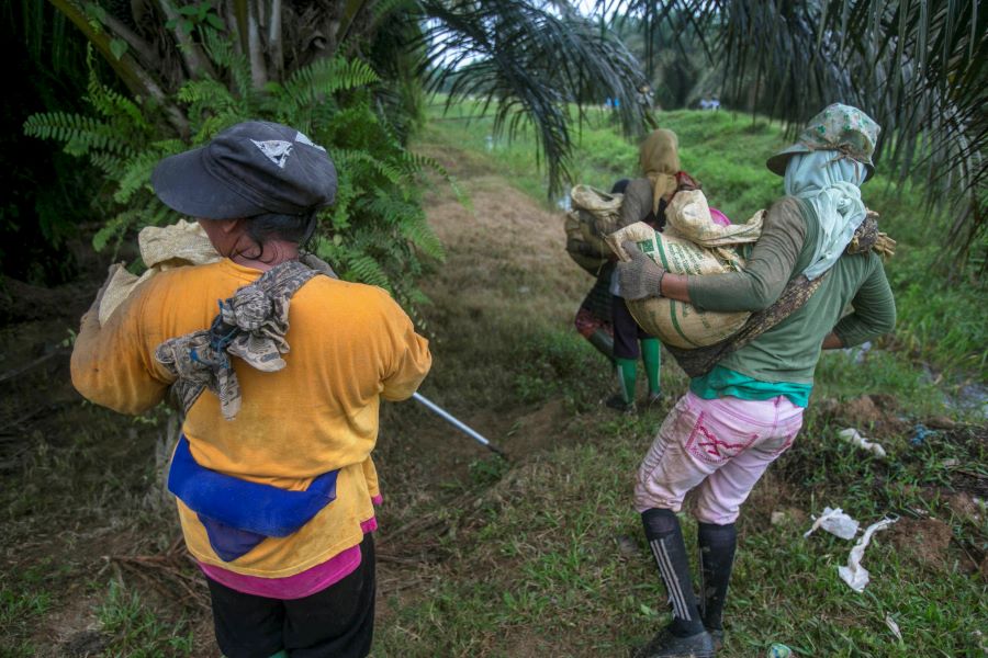 Female workers carry heavy loads of fertilizer at a palm oil plantation in Sumatra, Indonesia, Tuesday, Nov. 14, 2017. Some women spread up to 880 pounds of fertilizer, nearly a half-ton, over the course of a day. (AP Photo/Binsar Bakkara)