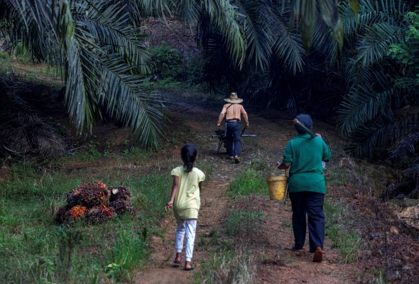 A little girl helps her parents work on a palm oil plantation in Sabah, Malaysia, Monday, Dec. 10, 2018. Many children gather loose kernels and clear brush from the trees with machetes, never learning to read or write. (AP Photo/Binsar Bakkara)