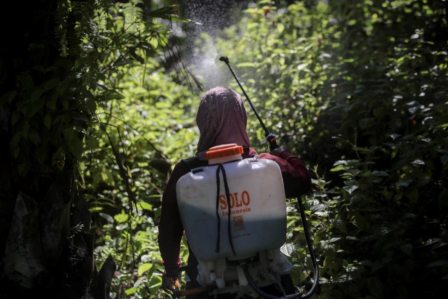 A little girl helps her parents work on a palm oil plantation in Sabah, Malaysia, Monday, Dec. 10, 2018. Many children gather loose kernels and clear brush from the trees with machetes, never learning to read or write. (AP Photo/Binsar Bakkara)