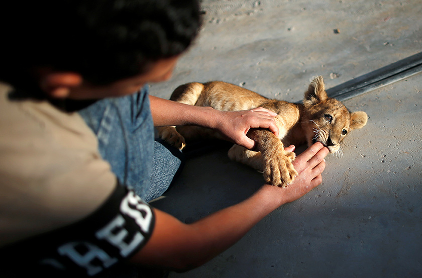 Jinak pada waktu kecil namun pakar haiwan mengatakan ia mungkin berubah sikap apabila sudah semakin dewasa. 