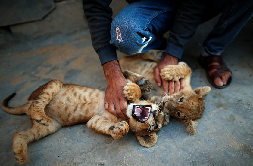 Pelik namun jika mengambil kira keadaan di Gaza yang sentiasa dilanda perang, situasi itu kelihatan luar biasa pada awalnya namun kini menjadi biasa pula.