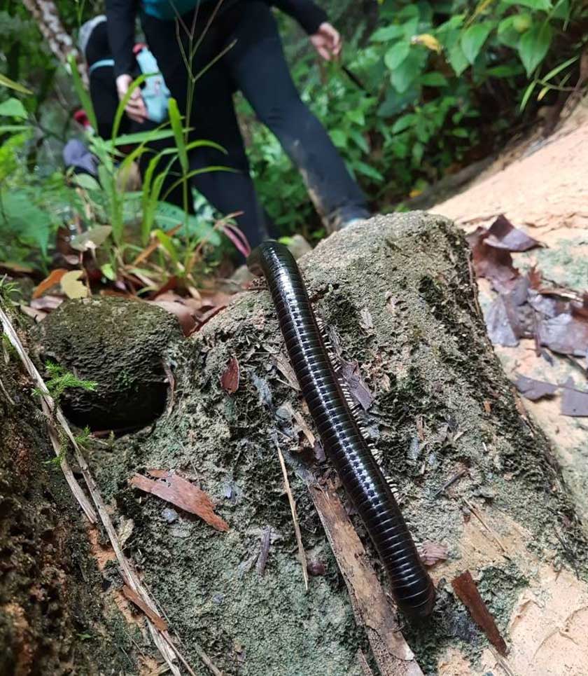 Tarikan alam semula jadi dan habitat spesies terancam yang ada di Dabong tiada di tempat lain di Malaysia. - Gambar Astro AWANI/Muhafandi Muhamad 