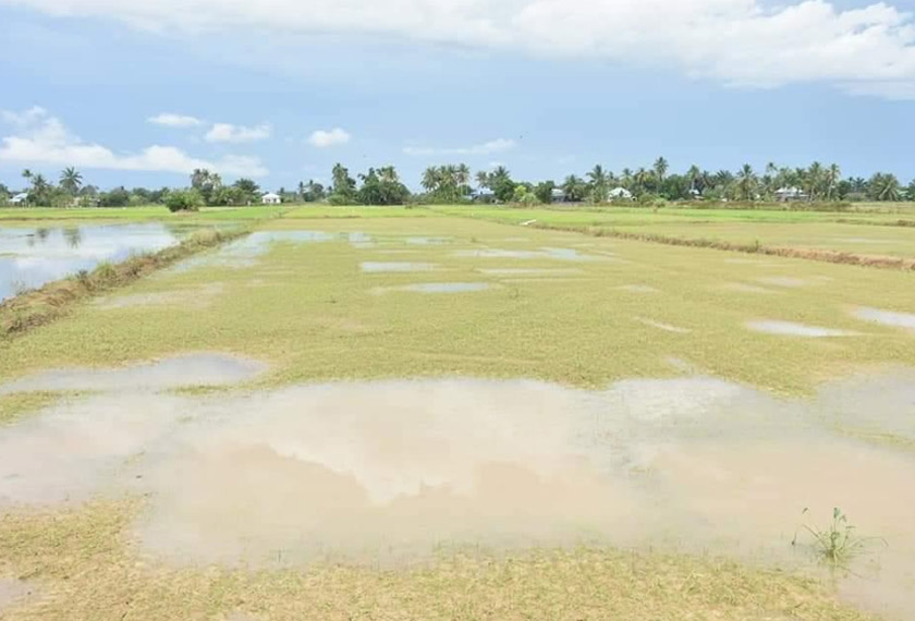 Sekiranya berlaku kemusnahan tanaman, laporan dan permohonan Bantuan Tabung Bencana Tanaman Padi akan dibuat kepada pihak Kementerian. Foto Jabatan Pertanian