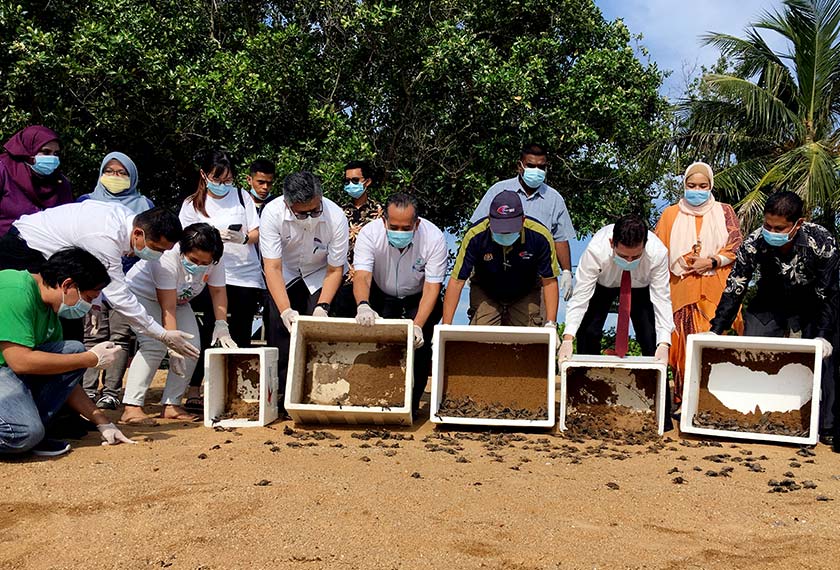 Pada program di Padang Kemunting, Pengkalan Balak, Alor Gajah semalam, sebanyak 500 anak penyu karah dan tiga penyu dewasa dilepaskan ke laut. --fotoBERNAMA