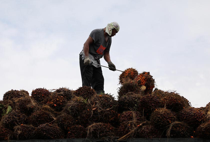A worker arranges palm oil fruit bunches on a truck at a factory in Tanjung Karang, Malaysia August 14, 2020. - REUTERS/Lim Huey Teng