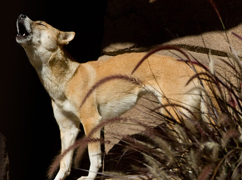 New Guinea Singing Dog sebelum ini didakwa sudah pupus. - Foto/Zoo San Diego 