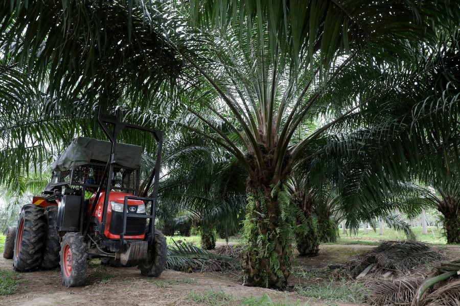 A mini tractor grabber collects palm oil fruits at a plantation in Pulau Carey, Malaysia, January 31, 2020. REUTERS/Lim Huey Teng/File Photo
