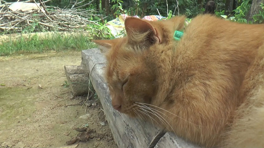 Nana selalu akan sampai terlebih dahulu di kawasan kubur dan duduk di bahagian kepala kubur arwah