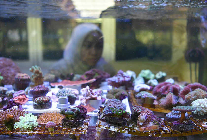 Pelbagai jenis batu karang yang terdapat di Institut Akuakultur Tropika UMT bertujuan untuk proses kajian. --fotoBERNAMA